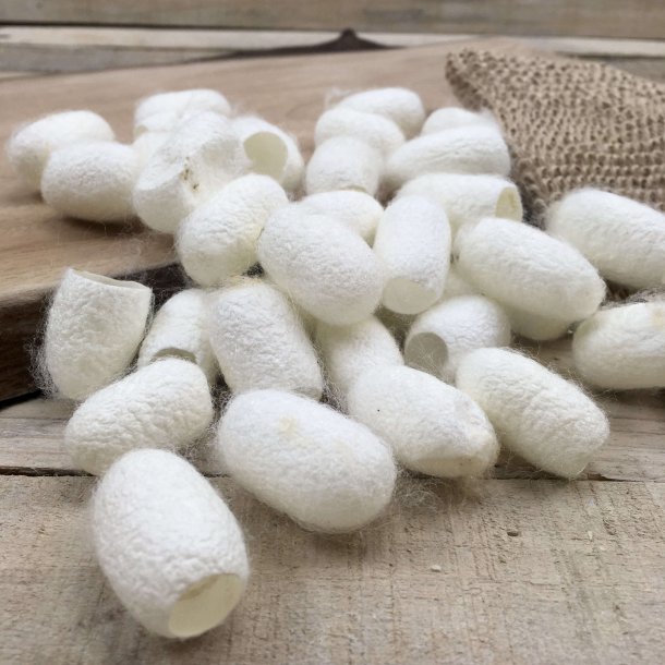 Cocoons Peeling Silkesvamp