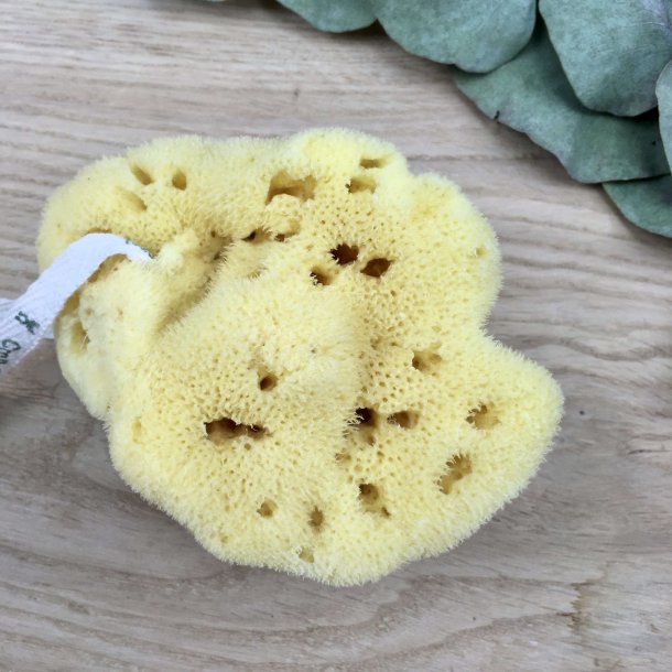 C&D - Naturlig Silkesvamp (10 cm)