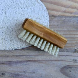 Lille Neglebrste i Oliventr