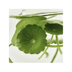 Beauty Of Joseon Light On Serum Centella Vita C 30 ml