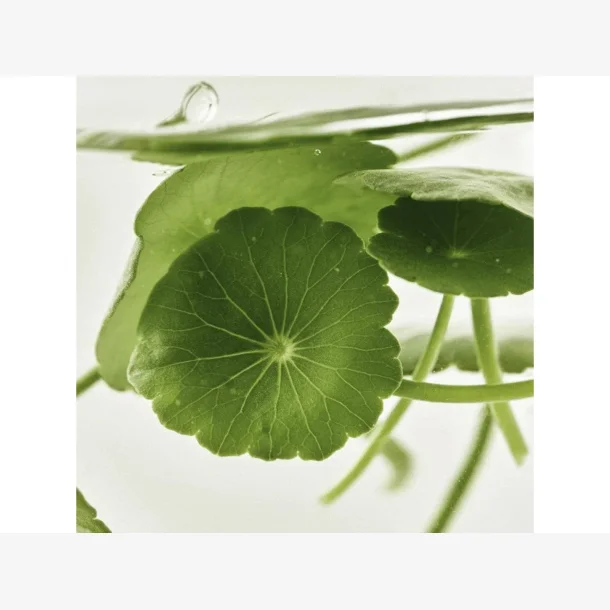 Beauty Of Joseon Light On Serum Centella Vita C 30 ml