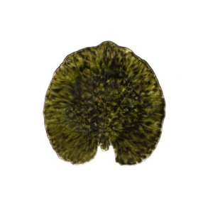 Costa Nova Riviera Tallerken kandeblad, Mrk Grn / Sort