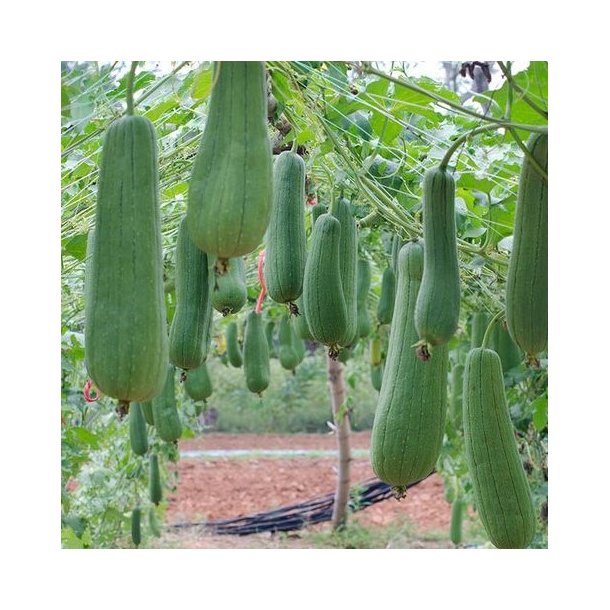 AW - Naturlig Loofah Scrub p Reb