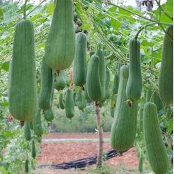 Badebrste i Tr med Naturlig Loofah Svamp