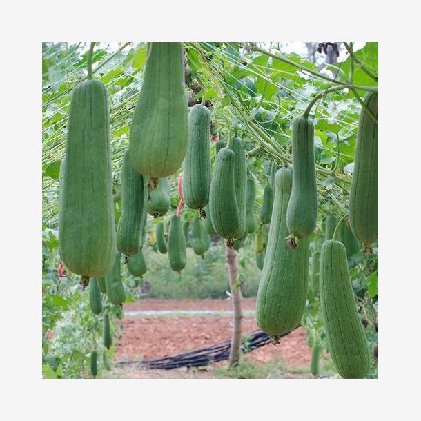 AW - Loofah Badesvamp Oval med Snor